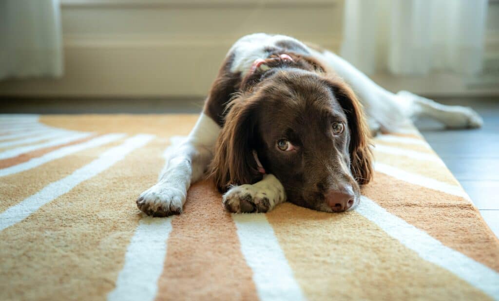 Tips to Protect a Carpet from Pet Stains