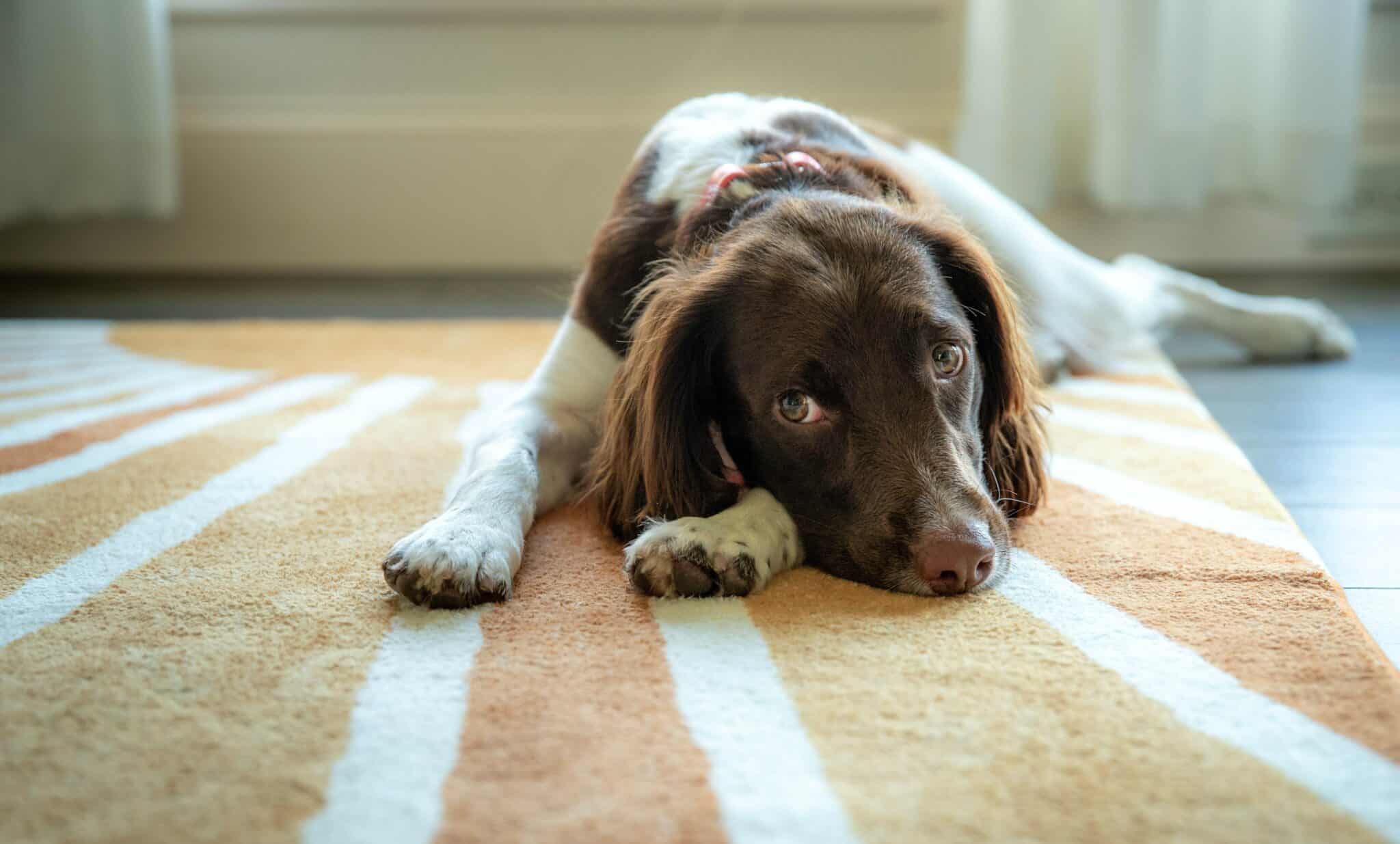 top-tips-to-easily-clean-dog-diarrhea-from-carpet-anita-s-housekeeping