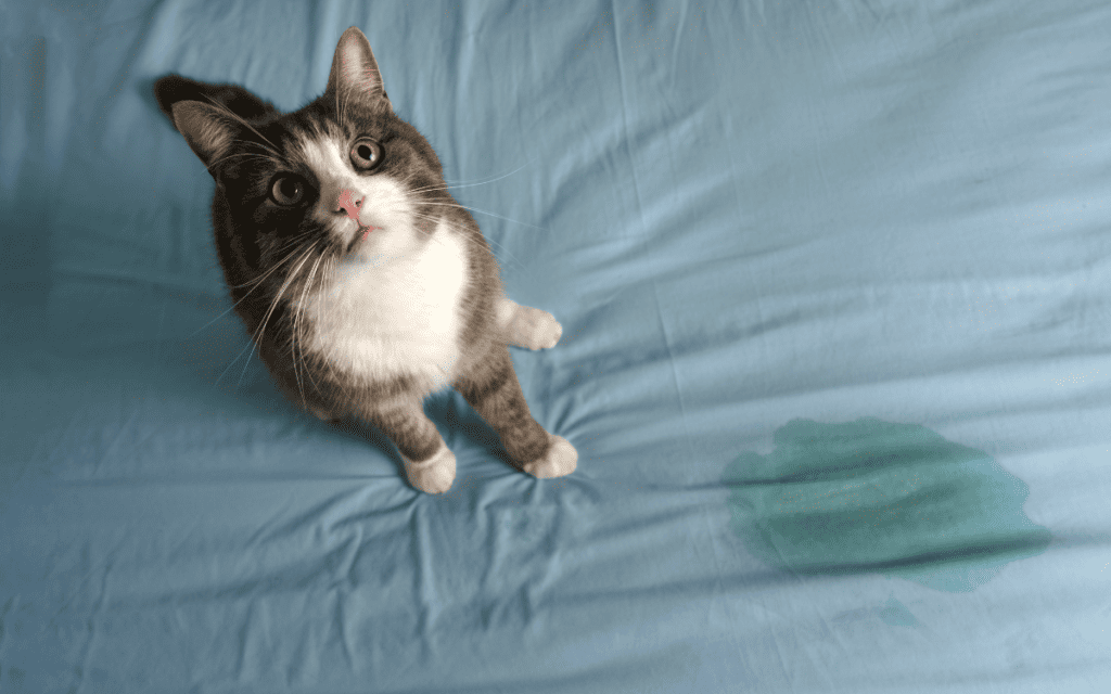 How To Clean Cat Pee From Mattress Your StepbyStep Guide