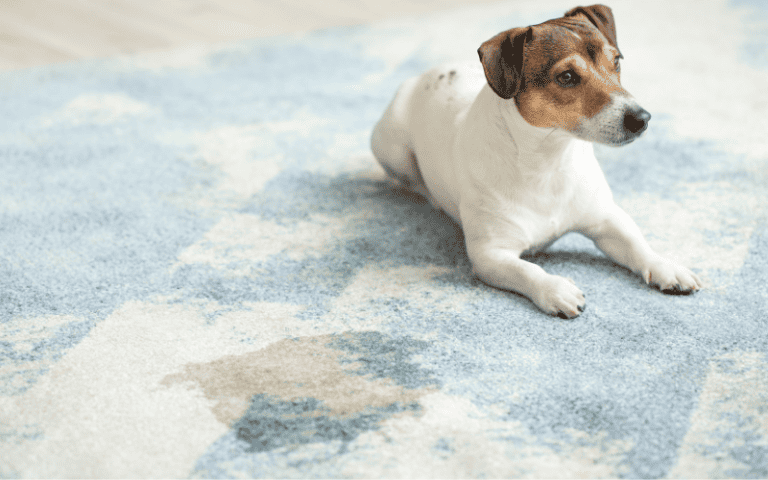 best-carpet-cleaner-for-old-pet-urine-stains-titleimg1-urine-stains